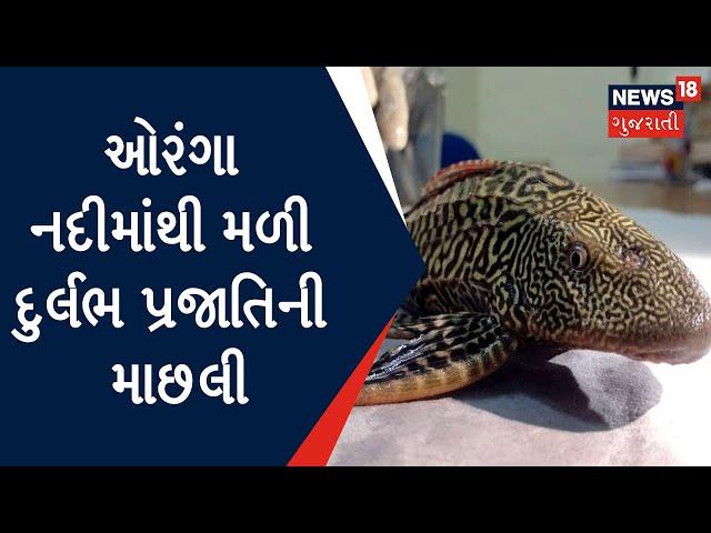 Valsad News : ઓરંગા નદીમાંથી મળી દુર્લભ પ્રજાતિની માછલી | Gujarat News | News18 Gujarati