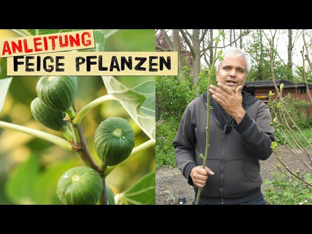 Eine Feige pflanzen - der richtige Standort, Sorte und einpflanzen von Feigenbäumen im Garten