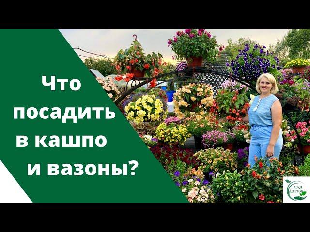 Чем заменить петунию? Девять супер эффектных и красивых цветов для кашпо и вазонов!!!!