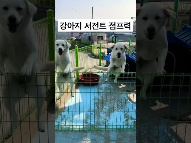 강아지 뒷다리 힘 #점프