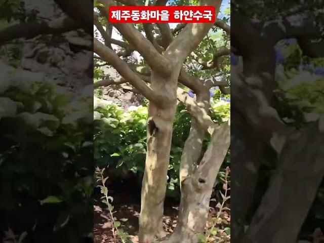 #제주동화마을 하얀수국#2025/6/14#