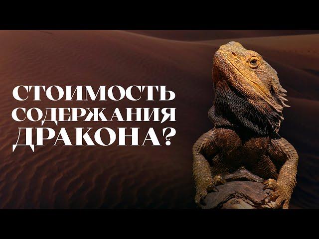 Сколько стоит содержать Бородатую Агаму?