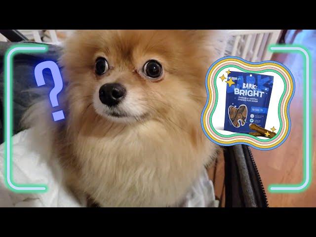 Little Dog Reviews 'Bark' Dental Chews 