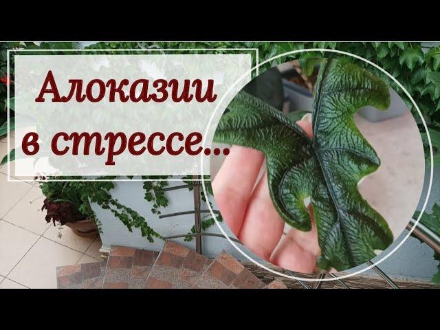 Алоказии в стрессе. Мини- эксперимент!