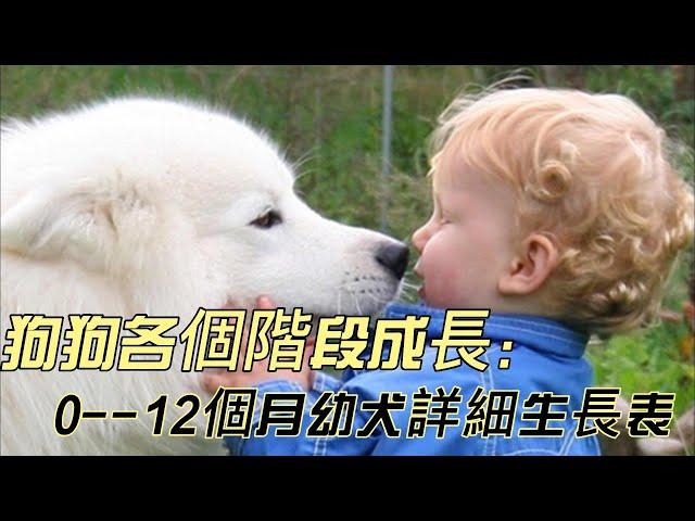 【養狗必看，新手必看】狗狗各個階段成長表大公開！狗狗0--12個月幼犬詳細生長表， #新手養狗一定要看#寵物 #萌宠 #狗狗 从小奶狗到大金毛，狗狗的成长历程。狗狗的成長之旅。从幼犬到成年犬全面解析！