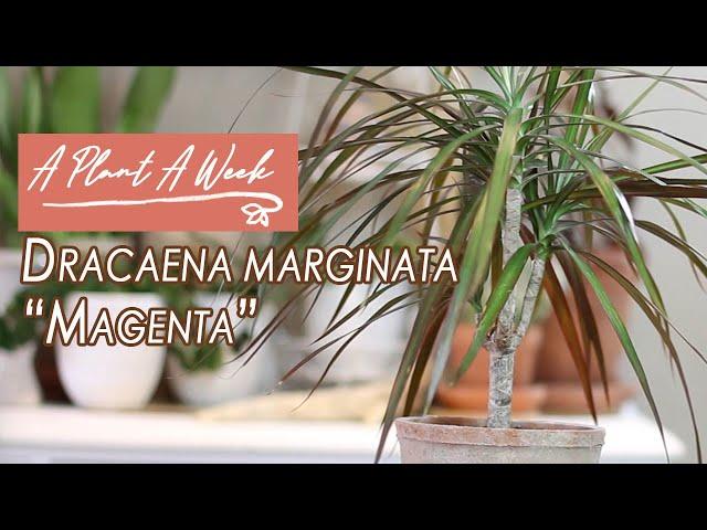 Dracaena marginata "Magenta" Care | A Plant A Week