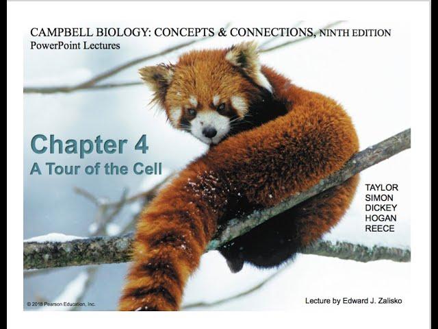 Professor Olufisayo Jejelowo's Biology class for non majors. Chapter 4. A Tour of teh Cell