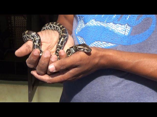 catching python cubs in the garden /snake catchers. #SL WILD TV