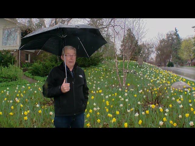 Golden Valley Man Plants 2,500 Daffodils In Front Yard