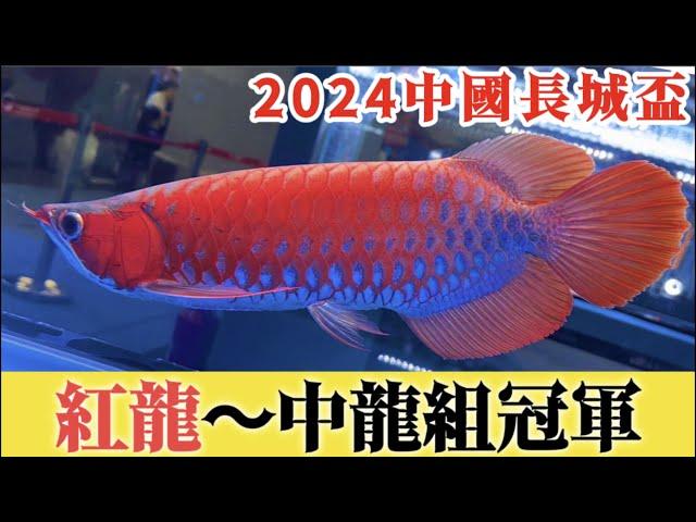 【招財魚】2024中國長城盃 - 紅龍～中龍組冠軍