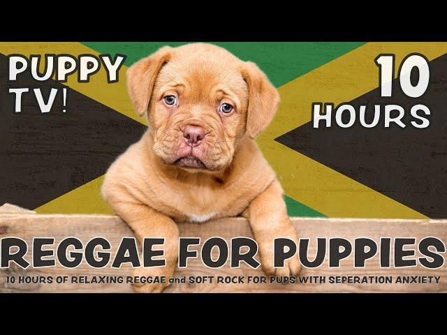 SCIENTIFICALLY PROVEN: 10 Hours of playful, calming Reggae & Soft Rock for puppies