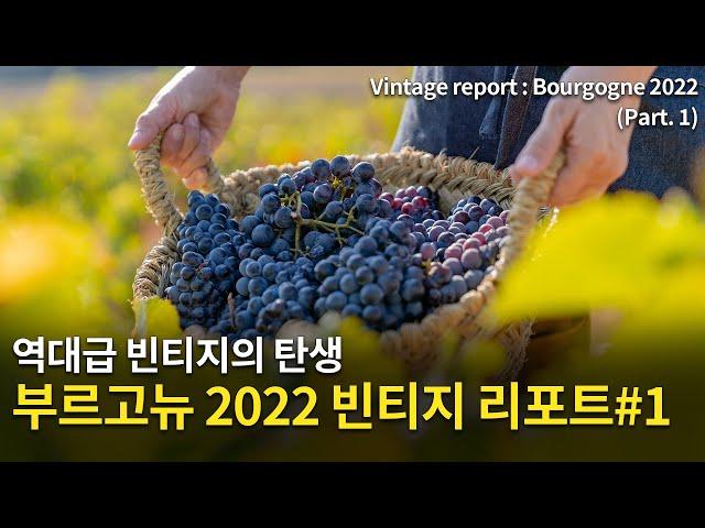 [Eng.Sub] 프랑스 부르고뉴 2022 빈티지 리포트 1편