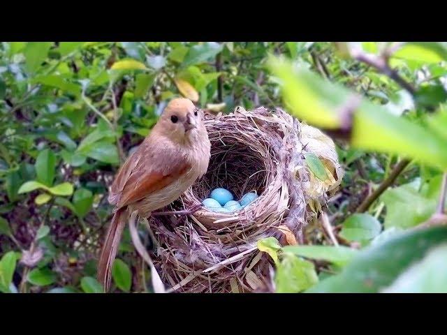 Bird hatching and brooding (HD)
