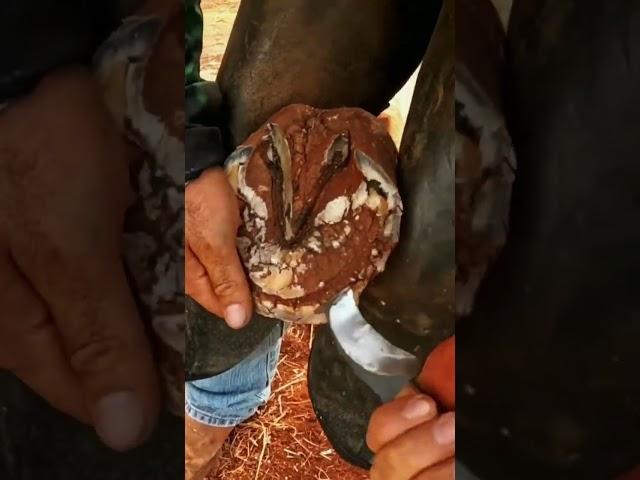 Big compilation of horse hoof trimming #horse #asmr #satisfying