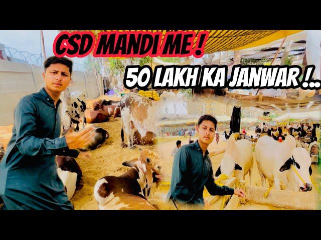 Aj hum CSD mandi gay️! Mandi me 50 lakh ka janwar 