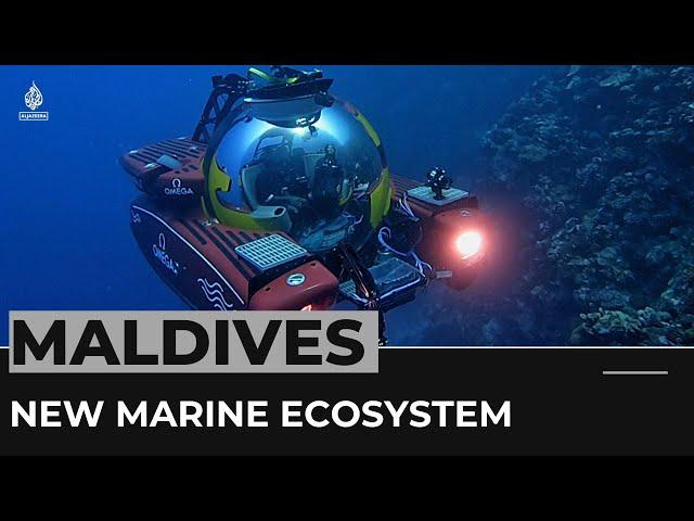 Trapping Zone: Maldives expedition uncovers new marine ecosystem