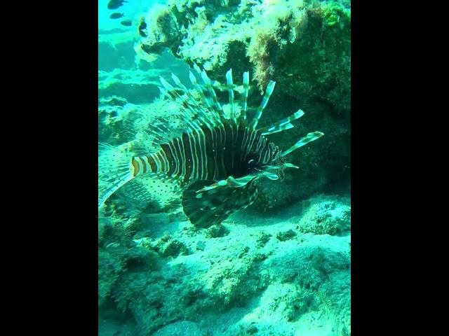 A threat to marine ecosystem