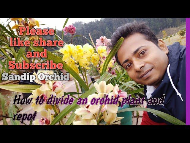 How to divide an orchid plant and repot#sandiporchid