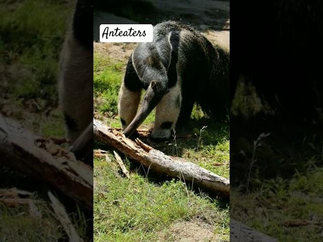 Anteaters #animals #amazingfacts #animalfacts #facts #anthunter