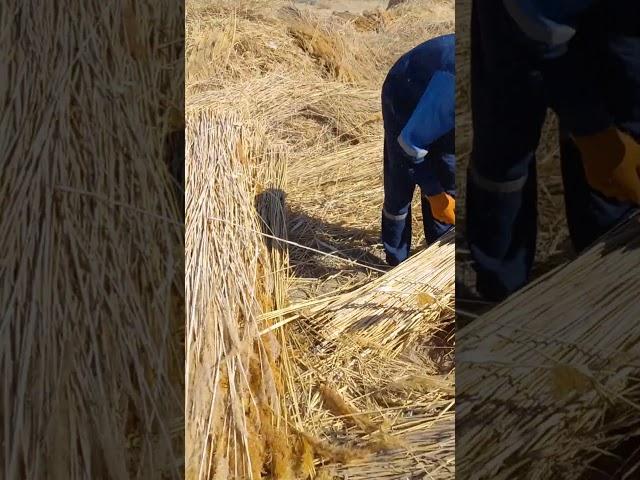 қамыс бау байлау