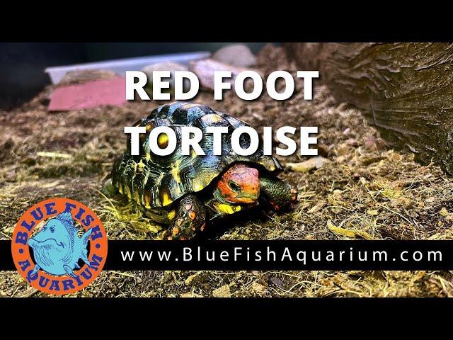 Red Foot Tortoise (Geochelone carbonaria) Rundown