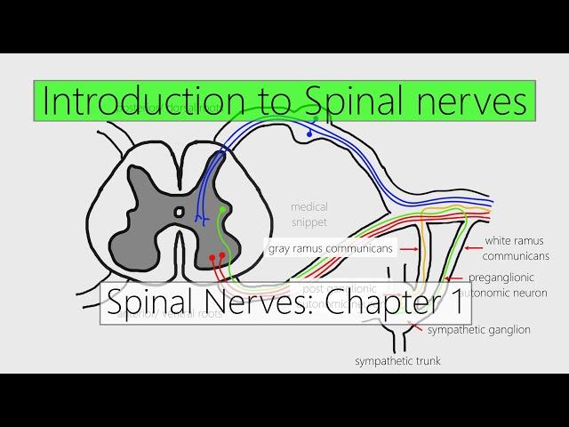 Spinal Nerves: Introduction | Nervous system | 4K | Chapter 1