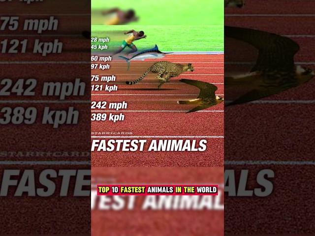 Top 10 fastest animals in the world    #falcon #cheetah #sailfish #horse #fish #rabbit #shortvideo