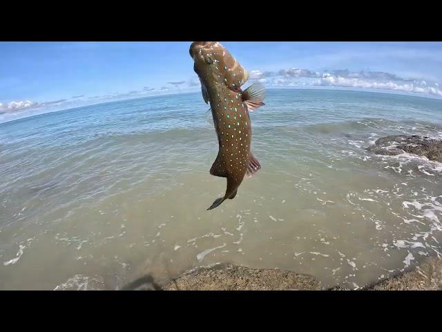 Epic Rock Fishing: Hard-Fighting Coral Trout & Mystery Monster Strike