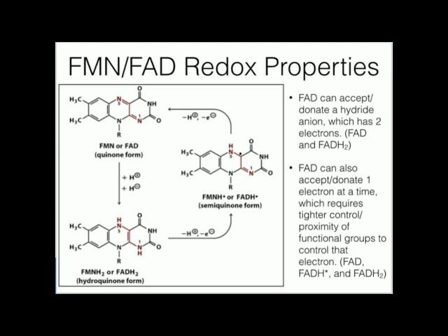 Flavins: Redox Chemistry of FMN and FAD