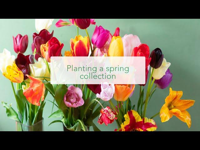 Planting a collection of tulip bulbs from Peter Nyssen