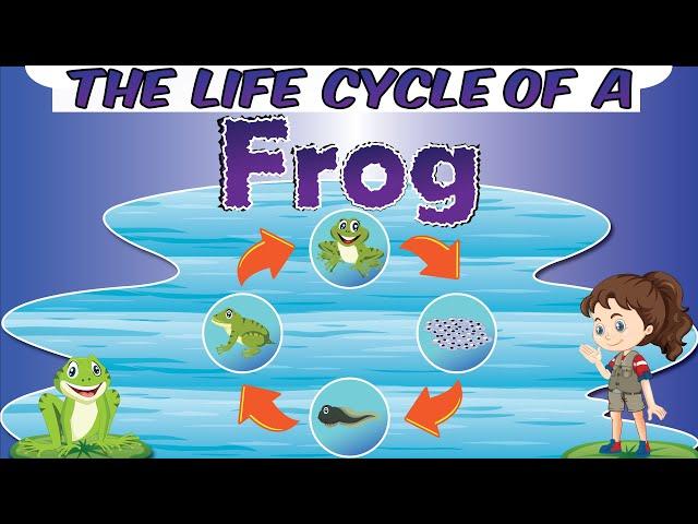 The Life Cycle of a Frog | Four Stages of Development | How a Tadpole Becomes a Frog