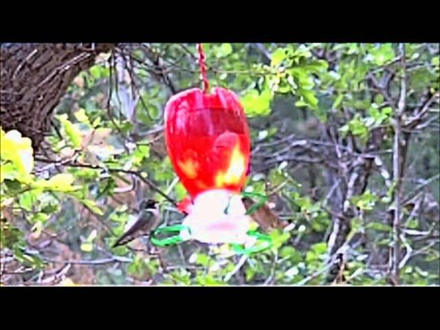 Humming Birds at our campsite at Bonito Hollow RV Park & Campground, New Mexico (SloMo)