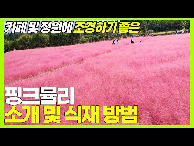 키우기 쉽고 아름다운! 핑크뮬리 소개 및 식재 방법 (카페 및 정원 조경에 적합)