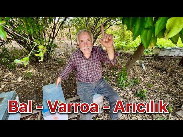 Varroa - Bal Ve Arıcılık Gibi Önemli Konuları Merdan Ustayla Konuştuk !!