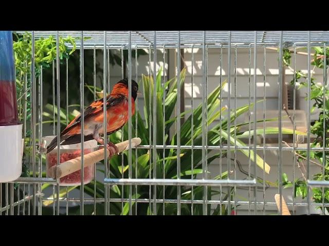 Red Siskin
