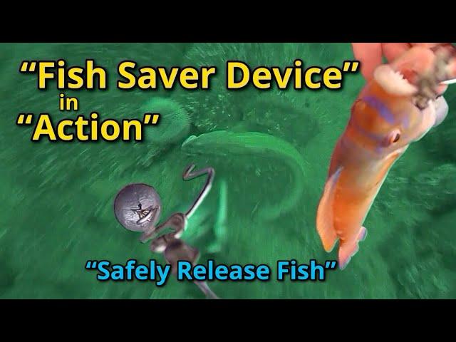 The Fish Saver Device in Action Underwater: Ling: Wrasse: Whiting: Haddock