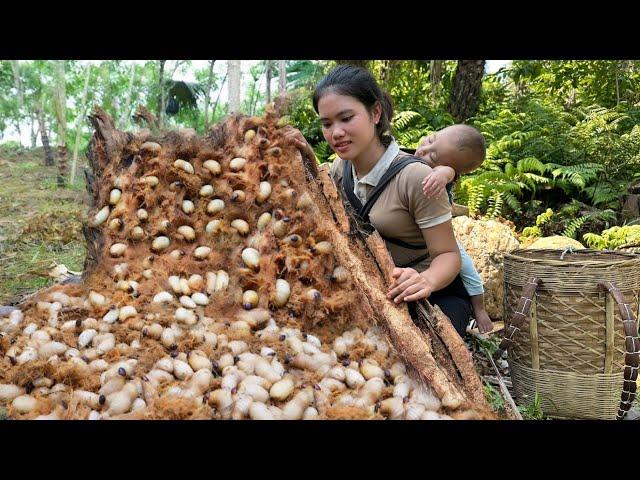 Harvest Weevils from Rotten Palm Trees to Sell at the Market - Cooking with My Son | Trieu Thi Thuy