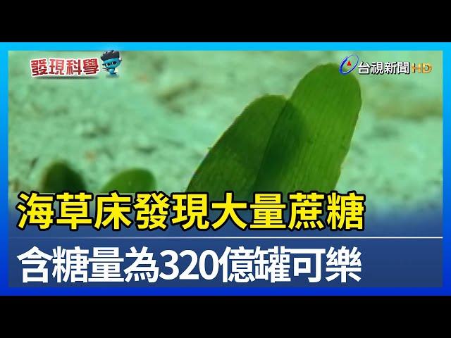 海草床發現大量蔗糖 含糖量為320億罐可樂【發現科學】