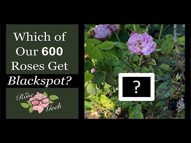  Which of 600 Roses Get Black Spot? // Kordes, Meilland, DA, Others