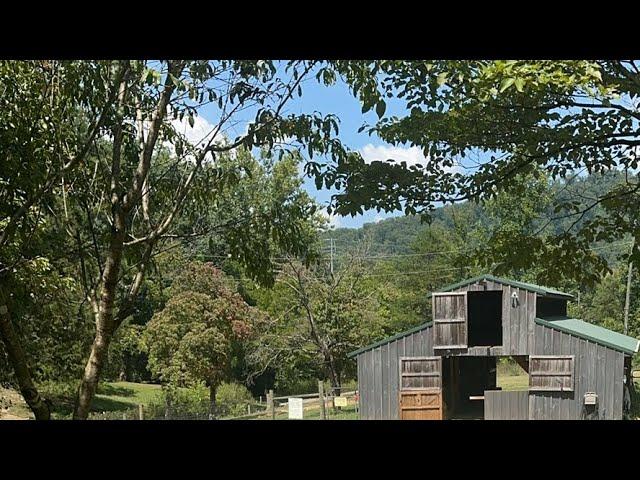 Pygmy Harbor Farm is live! Watching the goats graze! #pygmygoats