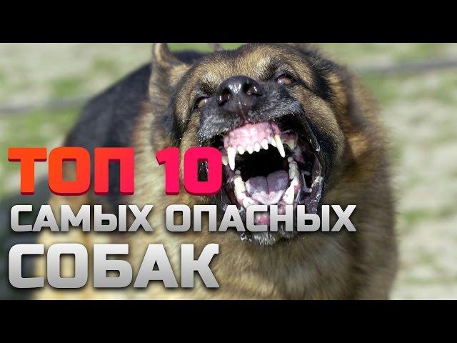 ТОП 10 САМЫЕ ОПАСНЫЕ ПОРОДЫ СОБАК