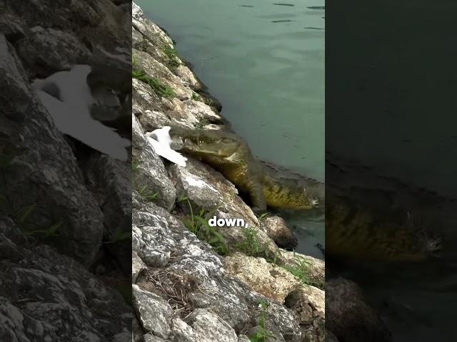 This Crocodile Took Them Both 