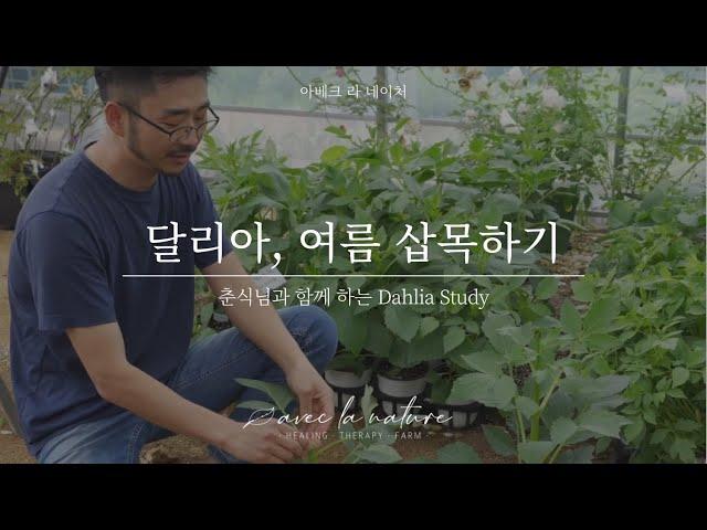 [춘식님 비법공유] 달리아,여름 삽목하기!