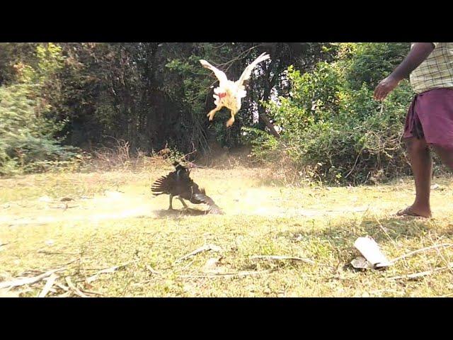 Kattu Seval Transfer To Tirupati | Veera Kattu Tharai