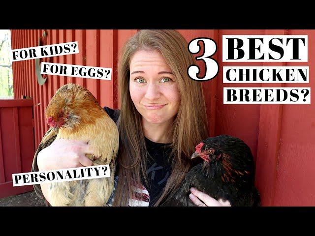 3 BEST CHICKEN BREEDS | Backyard & Family Flocks | Favorite Poultry Varieties For Beginners | Chicks