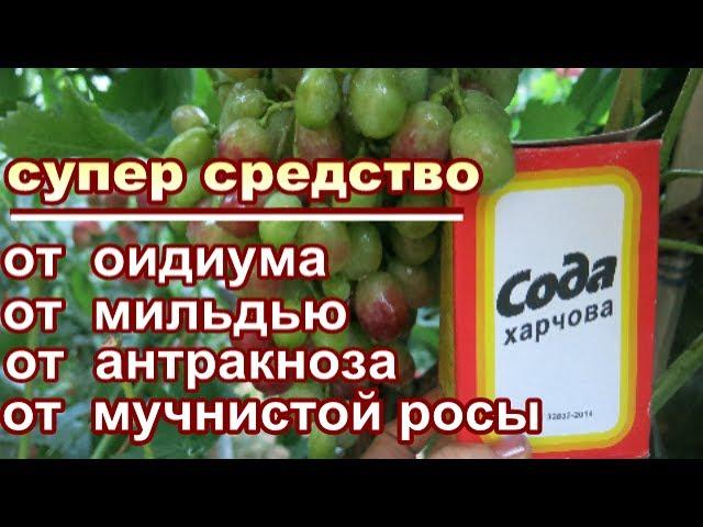 CОДА ПИЩЕВАЯ + ЙОД+ МАРГАНЕЦ  от ОИДИУМА, МИЛЬДЬЮ АНТРАКНОЗА.. ОПРЫСКИВАЕМ во время созревания ягод