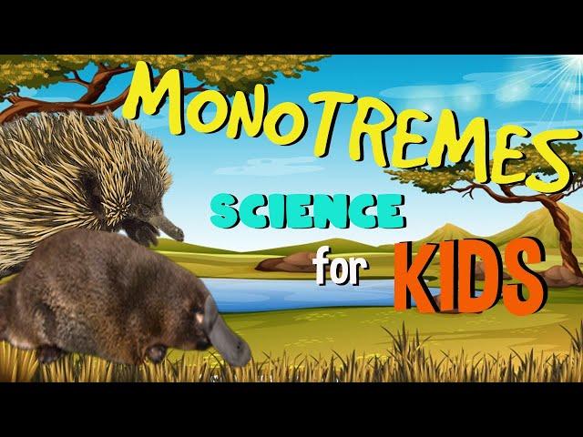 Monotremes  - The only Mammals that lay Eggs? | Science for Kids