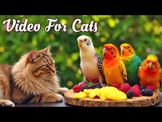 Cat TV for Cats to Watch Birds and SquirrelsPerfect Video for Indoor Cats Episode 9 | 3H of Videos