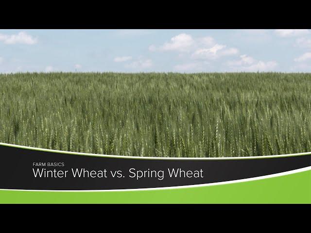 Winter Wheat vs. Spring Wheat