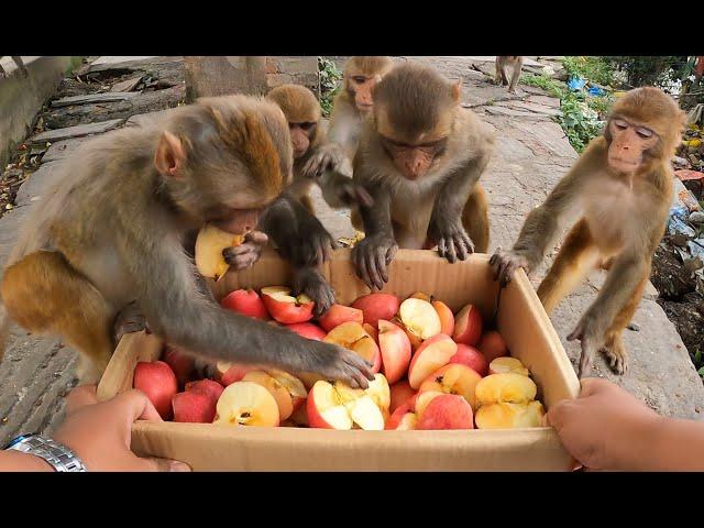 Feeding red Delicious fresh Apple to the lovely monkey